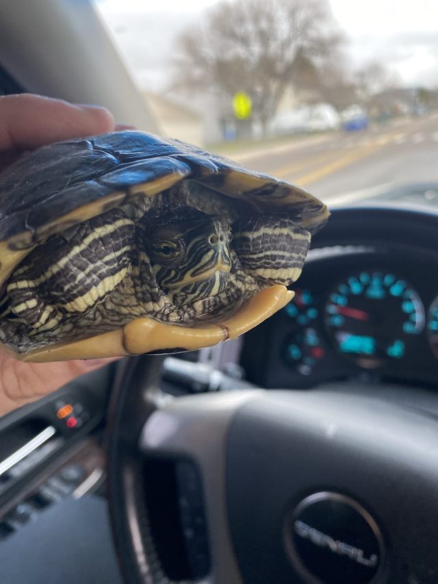 One lucky turtle: Staff rescue Jim the red-eared slider after school fire - Vimarsana News