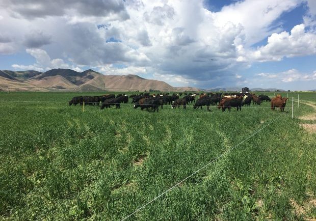 Cattle graze cover crops in the Magic Valley. (University of Idaho photo)